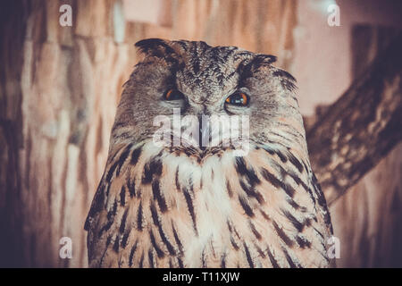Eule im Zoo. Großen Wald Vogel in Gefangenschaft. Stockfoto