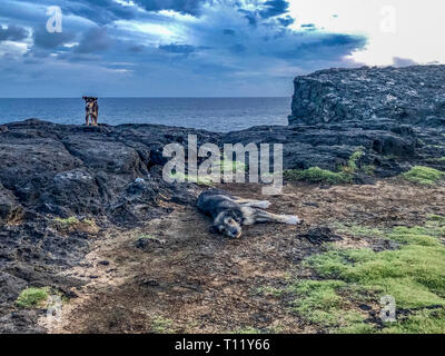 Hunde an der Küste von Mauritius Insel natürliche Brücke, Mauritius Stockfoto