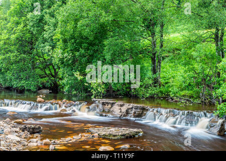 Wainwath fällt auf den Fluss Swale in Swaledale Mitte Sommer Yorkshire Dales National Park Stockfoto