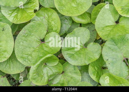 Frühe Blätter von Butterbur / Petasiten-Hybridus. Pflanze früher in der Kräutermedizin / Volksmedizin verwendet, vor allem in Pest Medikamente. Stockfoto