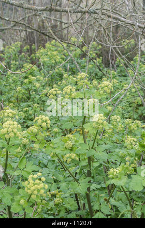 Patch von Alexanders/Smyrnium olusatrum in Cornwall Hecke. Alexanders ist ein hat Essen, einmal für Lebensmittel, eine Umbellifer, & Teil Karotte Familie gewachsen Stockfoto