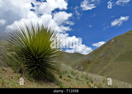 Schöne Muster Titanca (Puya Raimondii) eine Art der endemischen Flora der Andenregion von Peru und Bolivien; In diesem Fall ist ein Detail der Plan Stockfoto