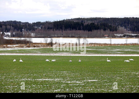 Migration von Singschwänen, Cygnus cygnus, auf grünem Feld im Süden Finnlands versammelt an einem Tag des frühen Frühling. Stockfoto