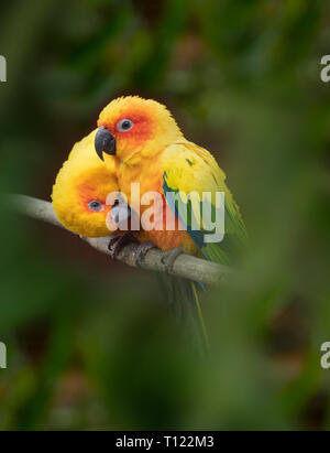 Sun sittiche Aratinga solstitialis oder Sun Sittich captive Portrait Stockfoto