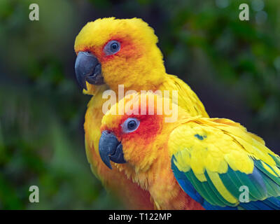 Sun sittiche Aratinga solstitialis oder Sun Sittich captive Portrait Stockfoto