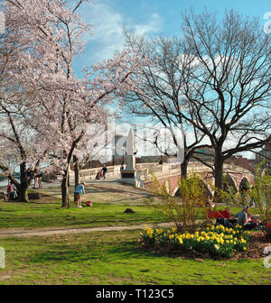 Wochen Fußgängerbrücke im frühen Frühling. Die Menschen kommen aus dem schönen Wetter unter Kirschblüten und Narzissen am Charles River Bank zu genießen. Cambridge, MA Stockfoto