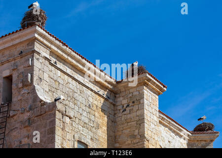 Paar Störche ein Nest auf dem Kirchturm der Kirche. Sonnigen Tag und blauer Himmel. Stockfoto