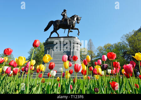 George Washington Statue in Boston Public Garden an einem schönen Frühlingstag. Fokus auf Denkmal, von bunten Tulpen auf Blumenbeet gerahmt Stockfoto