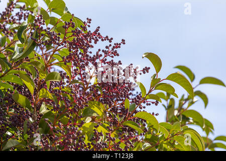 Ligustrum lucidum (Arboreal Aligustre von Japan). Nahaufnahme der Baum und seine Früchte. Stockfoto