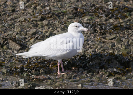 Ein Jugendlicher, (1 W), Glaucous Möwe im späten Winter, Newlyn Harbour, Cornwall, England, Großbritannien. Stockfoto