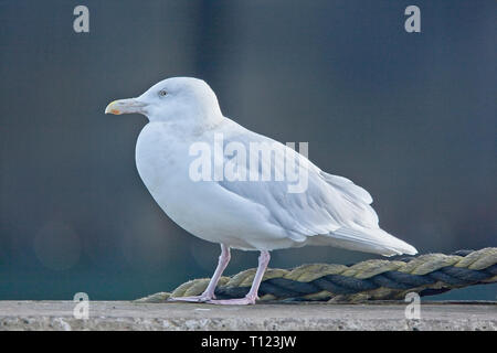 Ein erwachsener Glaucous Gull, Newlyn Harbour, Cornwall, England, Großbritannien. Stockfoto