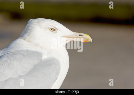 Ein Close-up auf einem erwachsenen Glaucous Gull, Newlyn Harbour, Cornwall, England, Großbritannien. Stockfoto