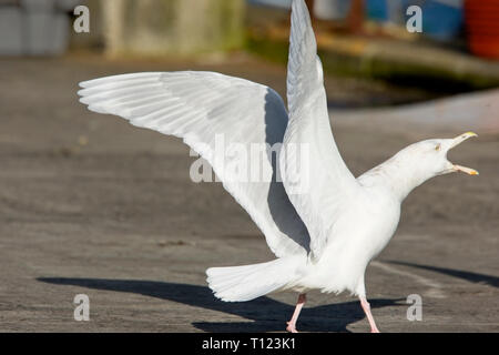 Ein erwachsener Glaucous Gull, Newlyn Harbour, Cornwall, England, Großbritannien. Stockfoto