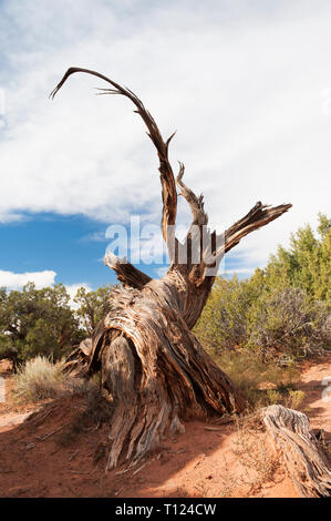 Knorrige Stamm eines toten Wacholder (Juniperus osteosperma) in Dead Horse Point State Park, Utah, USA. Stockfoto