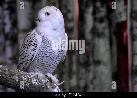 Beautifuk Snowy owl oder Bubo scandiacus Sitzstangen auf Zweig Stockfoto