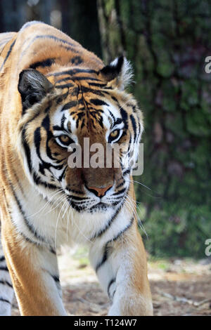 Bengal Tiger, Panthera tigris, an Popcorn Park Zoo, Gegabelten River, New Jersey, USA Stockfoto