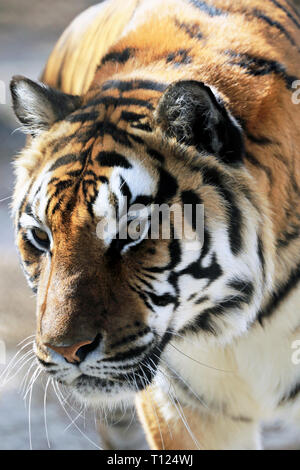 Bengal Tiger, Panthera tigris, an Popcorn Park Zoo, Gegabelten River, New Jersey, USA Stockfoto