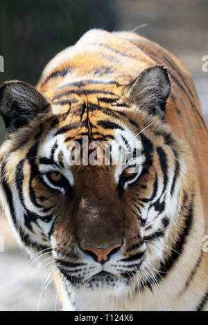 Bengal Tiger, Panthera tigris, an Popcorn Park Zoo, Gegabelten River, New Jersey, USA Stockfoto