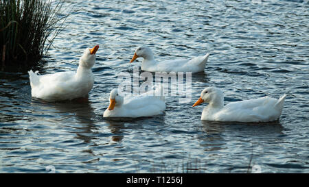 Große schwere Weiße Aylesbury, Pekin, Peking Enten, weiße Federn und gelbe Scheine auf Teich Stockfoto