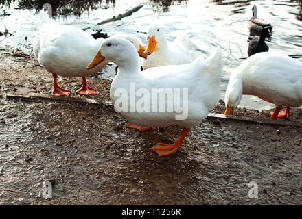 Große schwere Weiße Aylesbury, Pekin, Peking Enten, weiße Federn und gelbe Scheine auf Teich Stockfoto