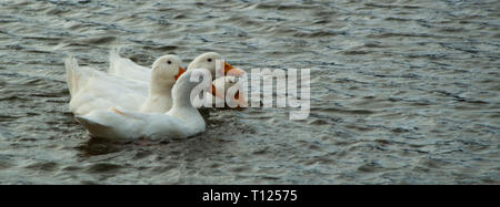 Große schwere Weiße Aylesbury, Pekin, Peking Enten, weiße Federn und gelbe Scheine auf Teich Stockfoto