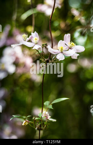 Clematis montana 'Rubens', 'Pink Perfection', Blüte, frei hängend Halm, kurze Schärfentiefe, verschwommenen Hintergrund Stockfoto