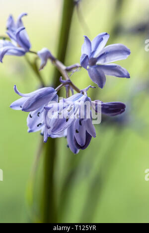 Hyacinthoides hispanica, der Spanischen bluebell, Stockfoto