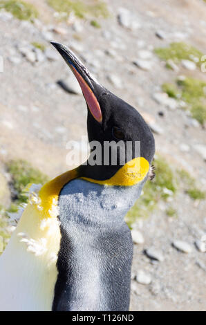 Porträt einer Häutung königspinguin fotografiert in der Nähe, in einem Winkel mit geringer Tiefenschärfe. Stockfoto