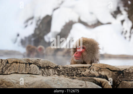 Schnee Affen Jigokudani, Japan Stockfoto