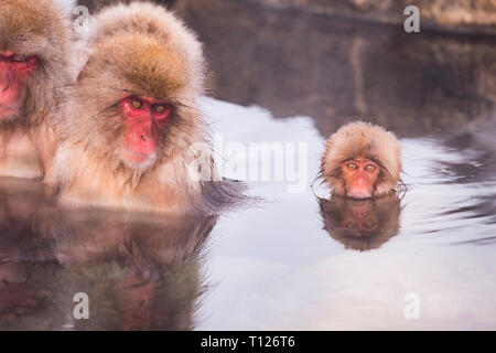 Schnee Affen Jigokudani, Japan Stockfoto