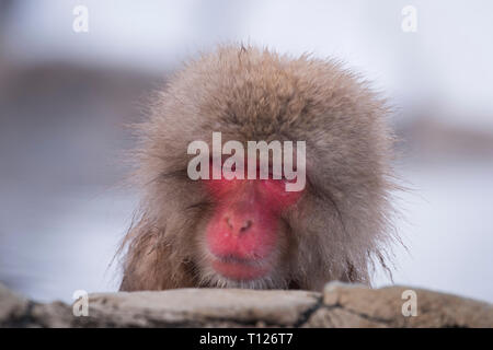 Snow Monkey das Entspannen in einer heißen Quelle Stockfoto