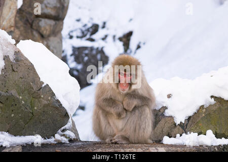 Schnee Affen Jigokudani, Japan Stockfoto