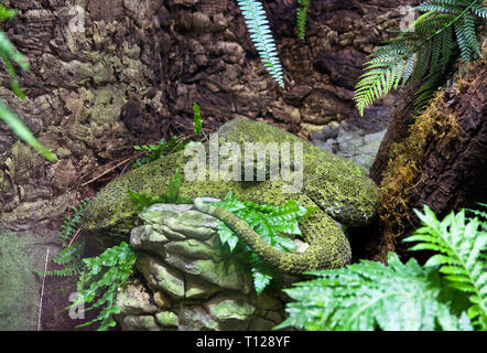 Porträt der schönen Mangshan pit Viper in Lausanne Aquavits terrarium) Schweiz) Stockfoto