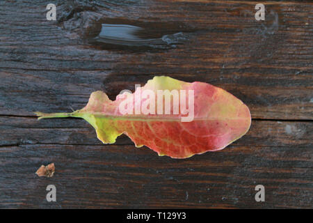 Herbst Blatt nach dem Regen auf einer hölzernen Oberfläche ist gefallen Stockfoto