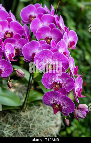 Motte, Orchideen, Phalaenopsis Nahaufnahme von schöne Blume in der Natur Stockfoto