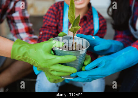 Hand, die auf einem jungen kleinen Baum im Topf Stockfoto