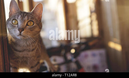 Graue Katze mit weißem Schnurrbart und gelbe Augen liegt auf einem Fenster auf dem Balkon - verschwommenen Hintergrund in den Strahlen der Sonne Stockfoto