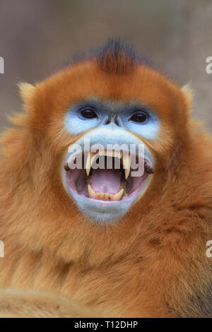 Golden Snub-gerochene Monkey (Rhinopithecus roxellana) erwachsenen männlichen zeigt seine Reißzähne Stockfoto