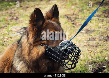 Ein Porträt Schäferhund, das Tragen eines gepanzerten Maulkorb für den Job des Security Officer auf grünem Hintergrund. Hund, Hirten in die Schnauze, Stockfoto