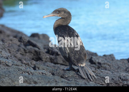 Flugunfähigen Kormoran (Phalacrocorax harrisi) auf Isabella Insel Stockfoto