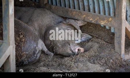 Glückliches Schwein, zufrieden lächelnd schlammigen Schwein schlafen im Schweinestall im Schlamm nach einem Schlammigen wälzen Stockfoto