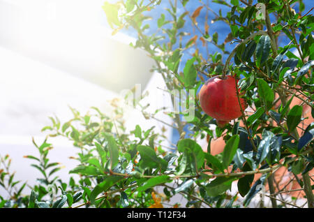 Granatapfel wächst auf einem Baum mit Sonnenlicht Stockfoto