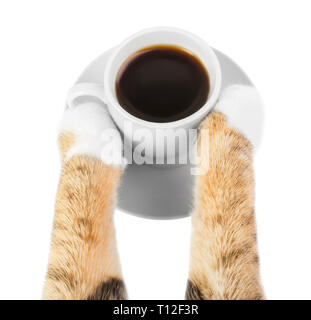 Katze trinkt Kaffee, Katze Pfoten holding Tasse Kaffee auf weißem Hintergrund Stockfoto