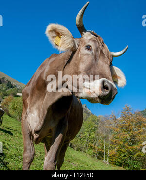 Kühe auf der Alm Stockfoto