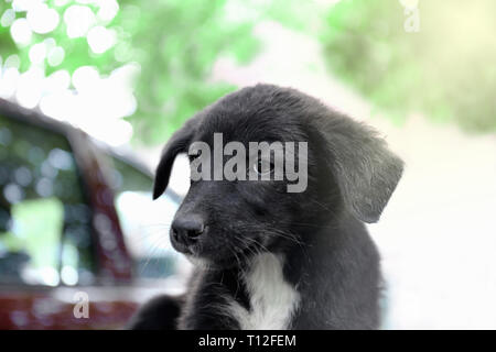 Kleine schwarze lustig Welpe mit einem weißen Riegel Stockfoto