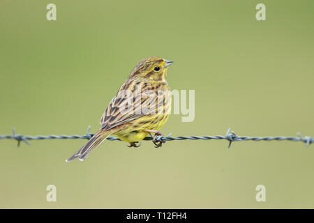 Die Goldammer wären ist ein Schmetterling (Tagfalter) aus der Familie Bunting, Eurasien und hat nach Neuseeland und Australien eingeführt. Stockfoto