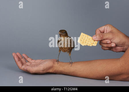 Mann feed Vogel mit Cookie auf grauem Hintergrund Stockfoto