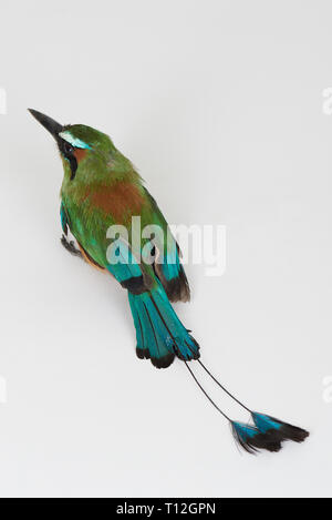 Turqouise Farbe Grün tropischer Vogel sitzen auf weißem Studiohintergrund Stockfoto