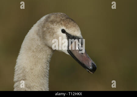 Ein Kopf eines Jugendlichen Höckerschwan Cygnus olor. Stockfoto