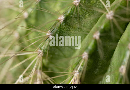 Makro Bild eines Kaktus Stockfoto